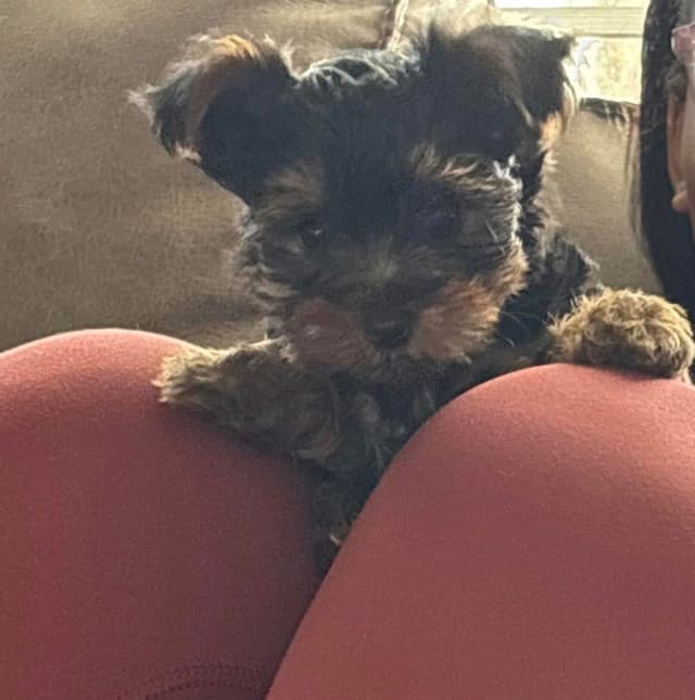 Yorkshire Terrier Puppies media 3