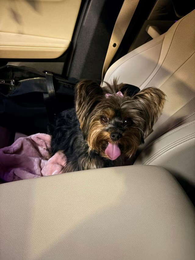 Yorkshire Terrier Puppies media 6