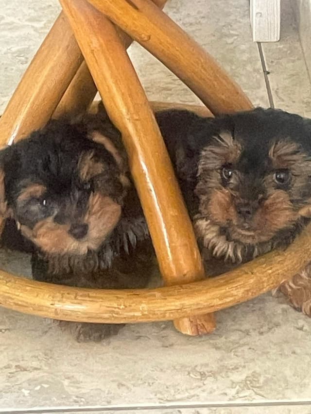 Yorkshire Terrier Puppies media 7