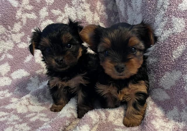Yorkshire Terrier Puppies media 8