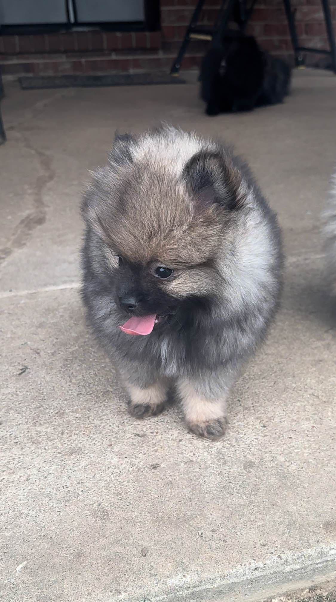 Pomeranian Puppies breeder image 3