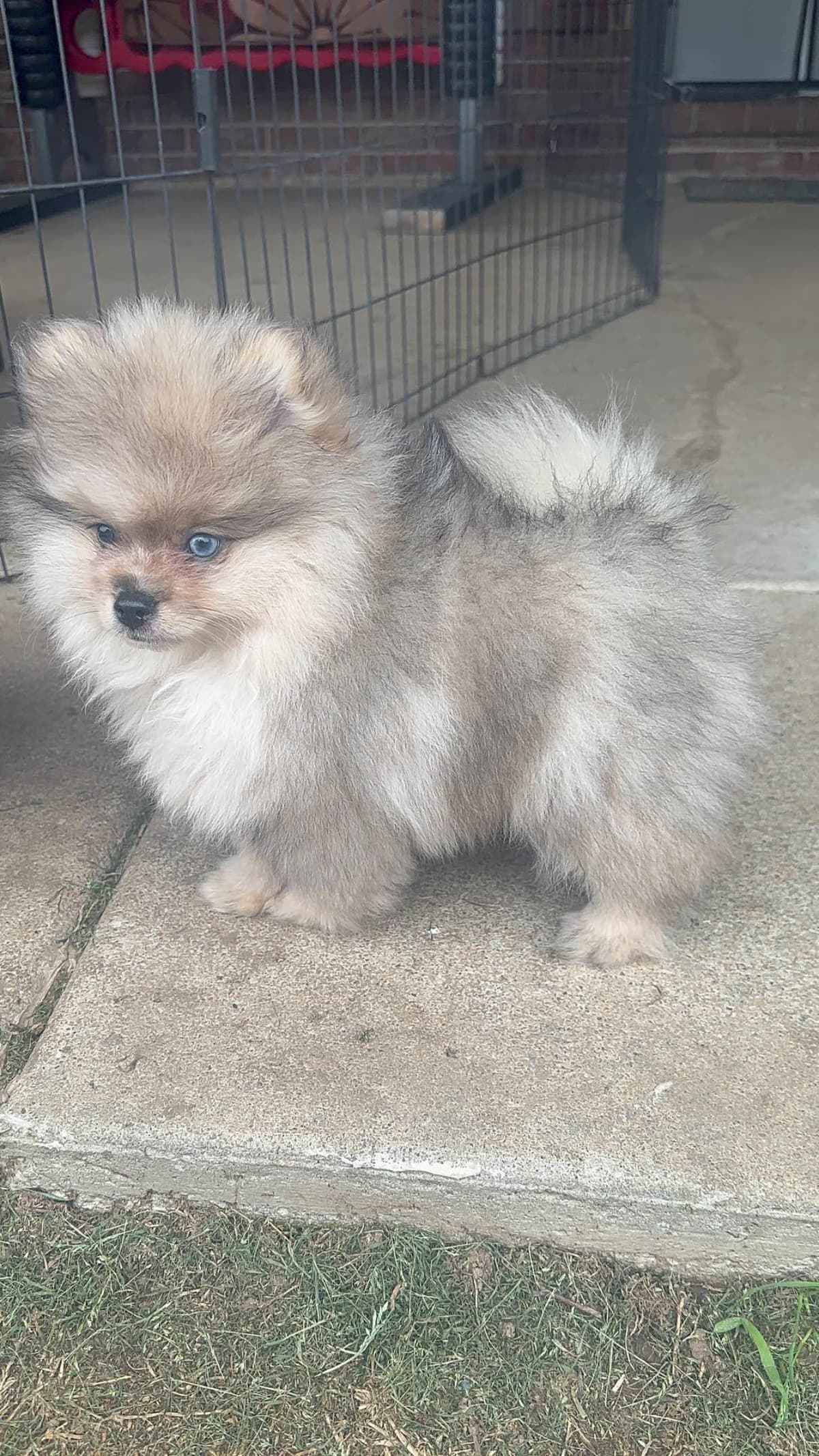Pomeranian Puppies breeder image 1