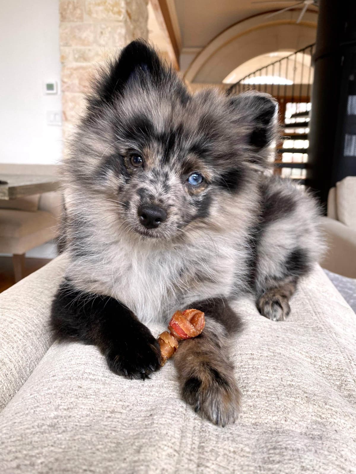 Pomeranian Puppies breeder image 4