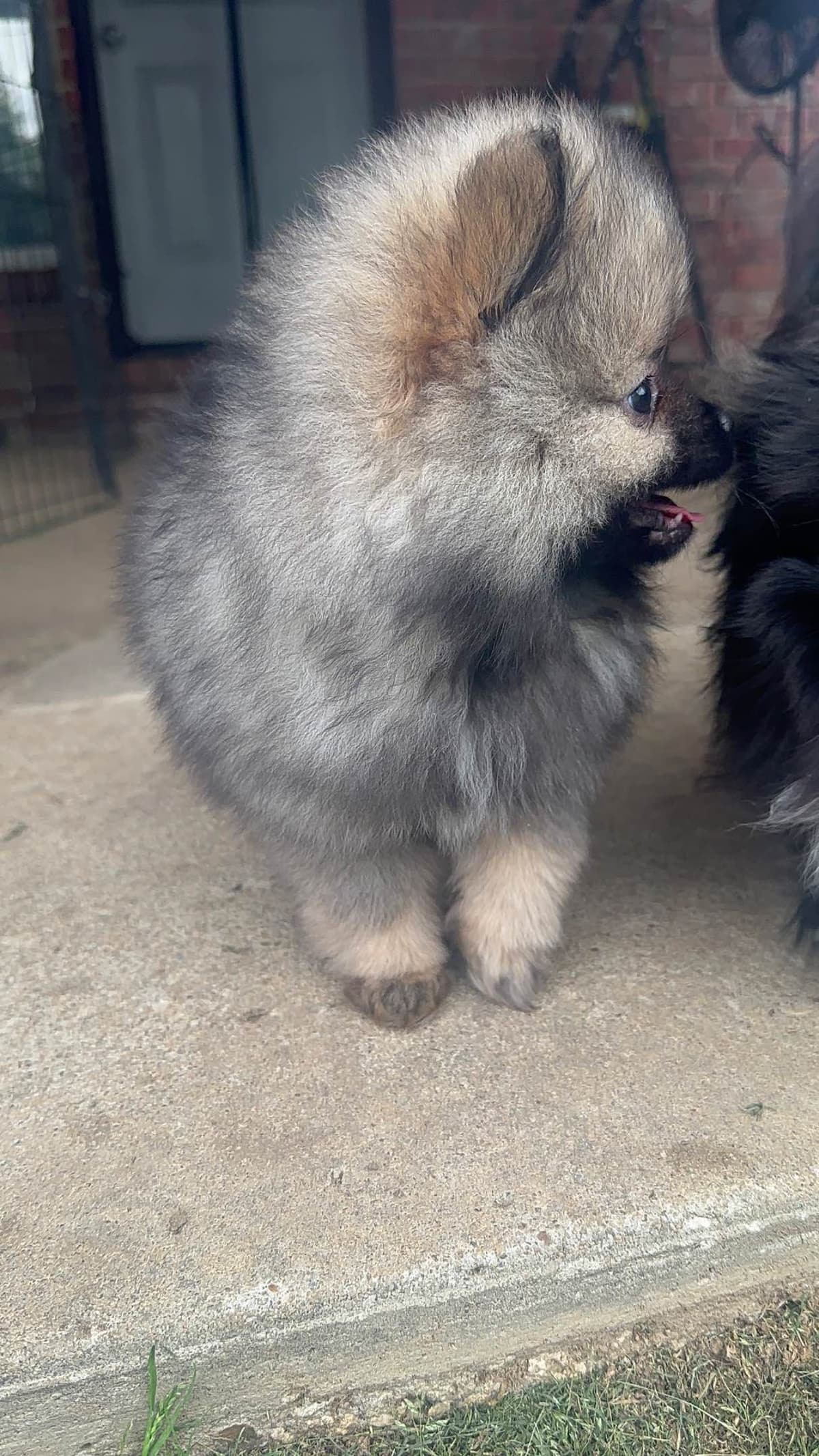 Pomeranian Puppies breeder image 6