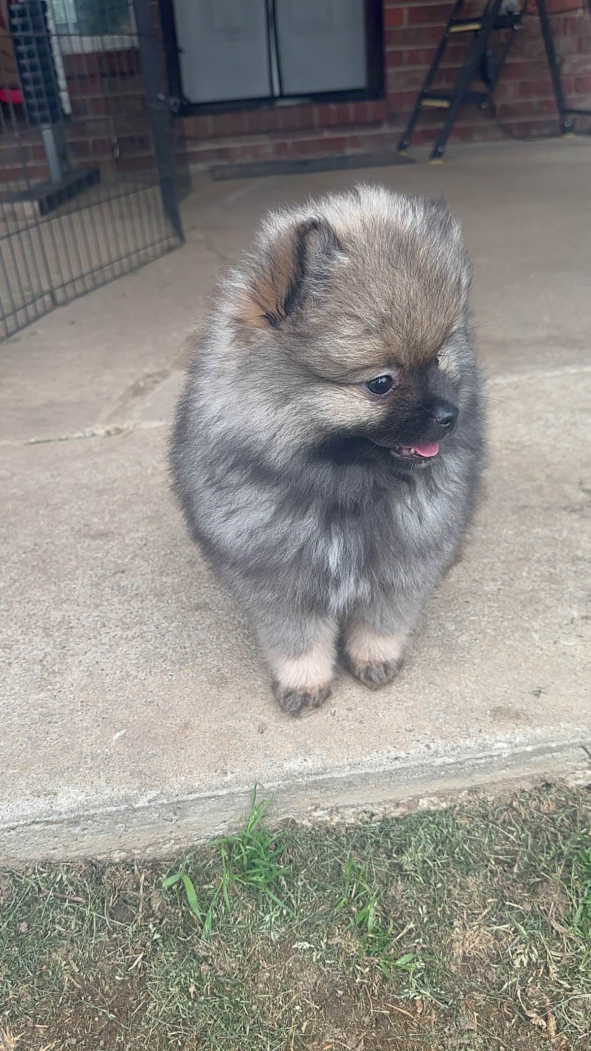 Pomeranian Puppies breeder image 5