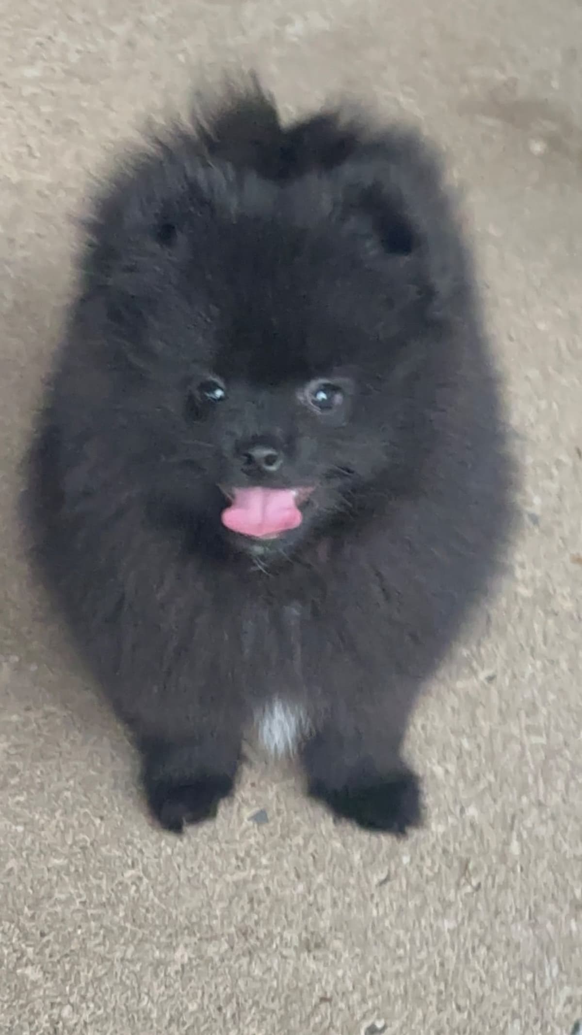 Pomeranian Puppies breeder image 7