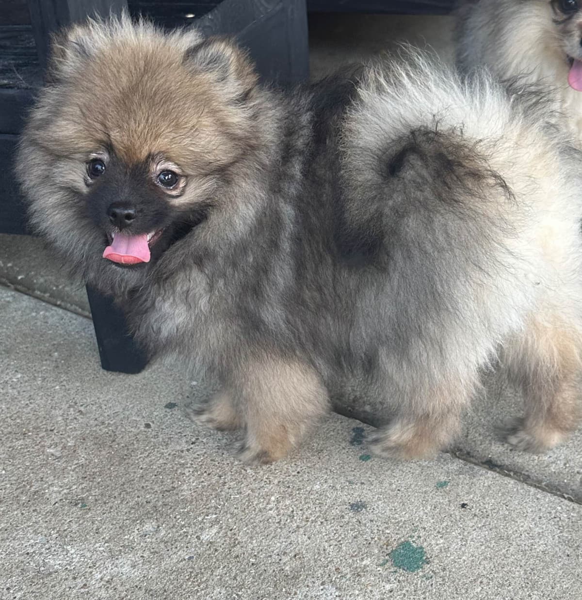 Pomeranian Puppies breeder image 10