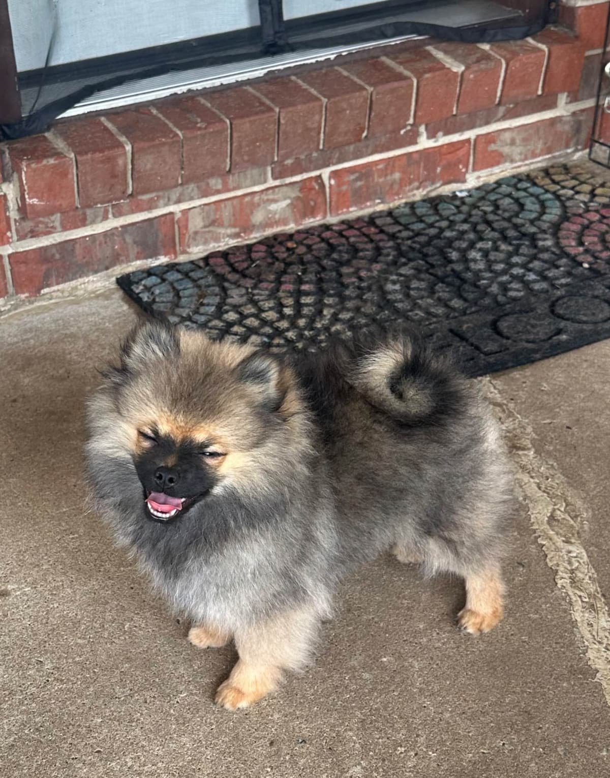 Pomeranian Puppies breeder image 9