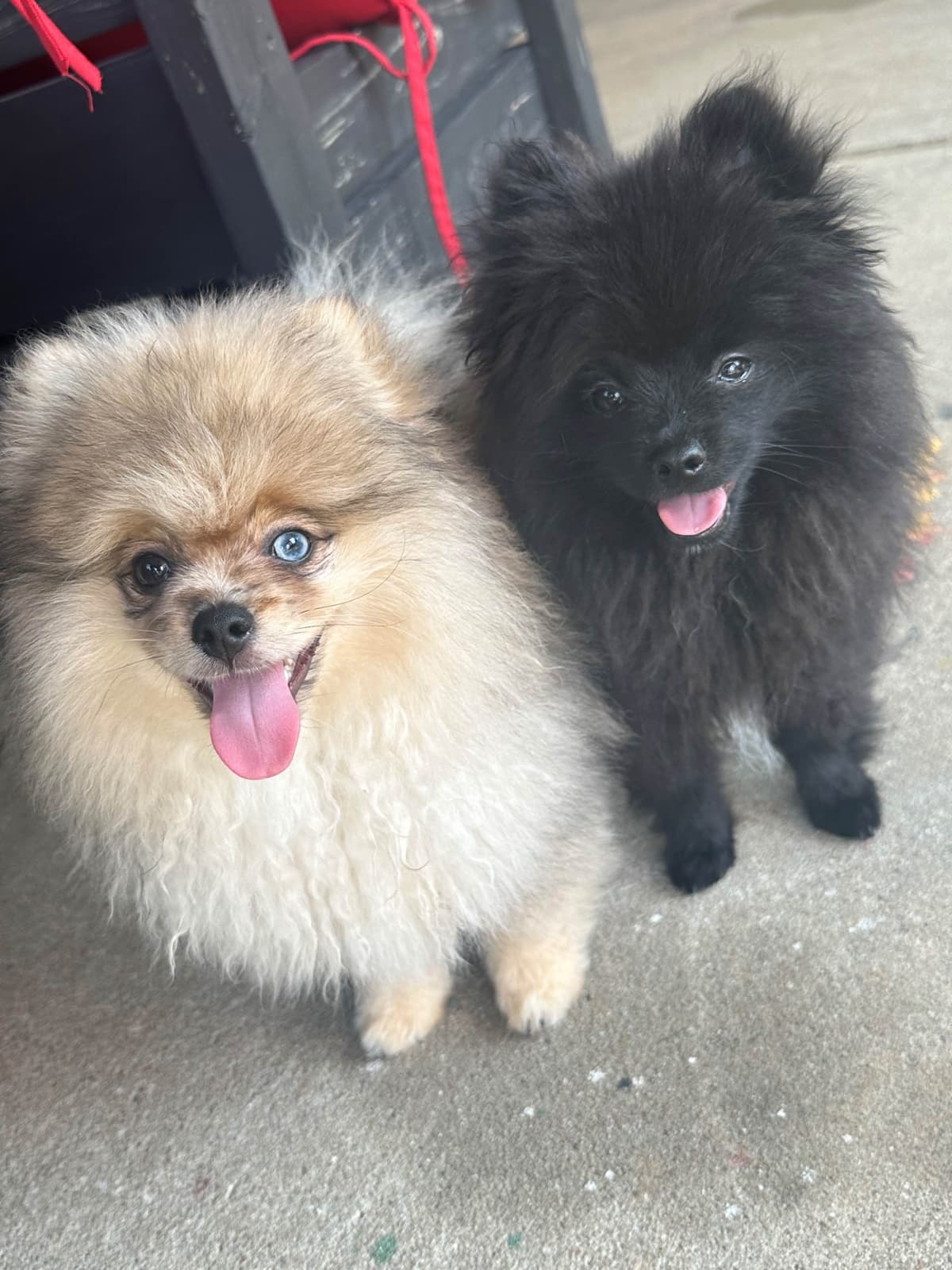 Pomeranian Puppies breeder image 11