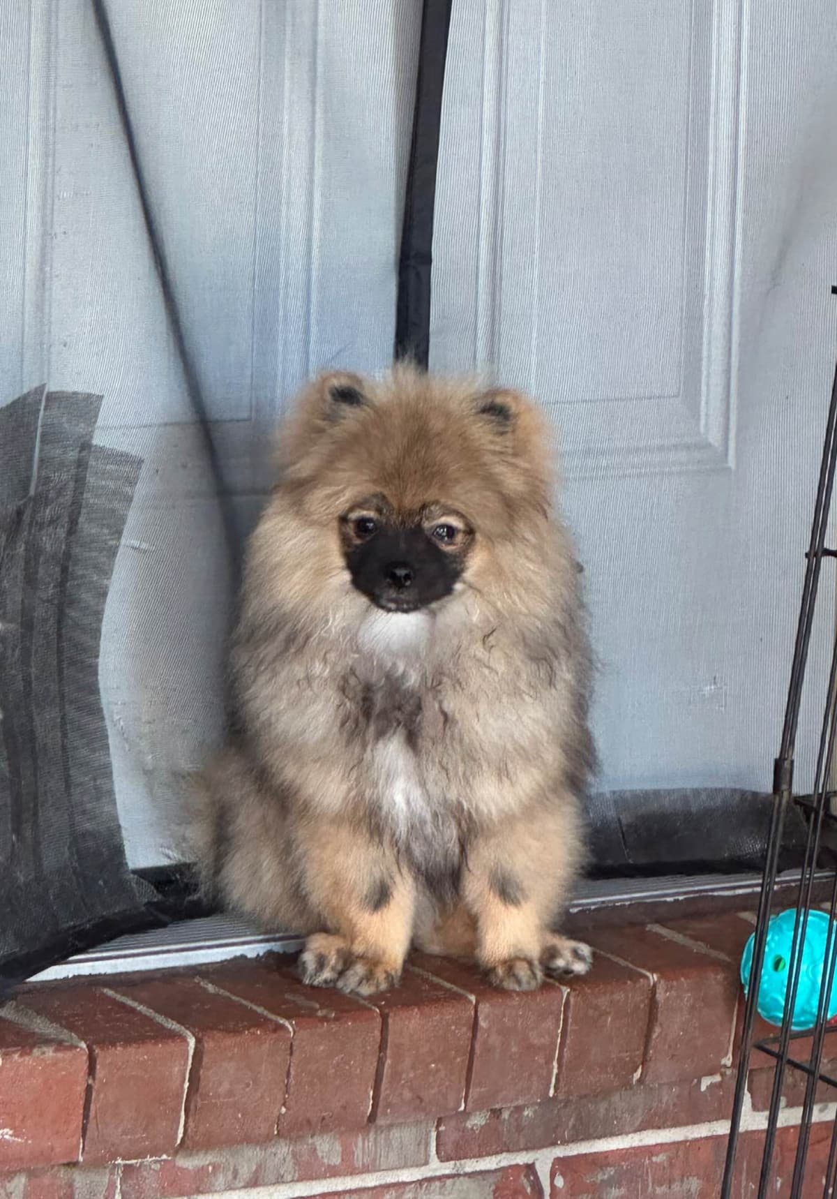 Pomeranian Puppies breeder image 12