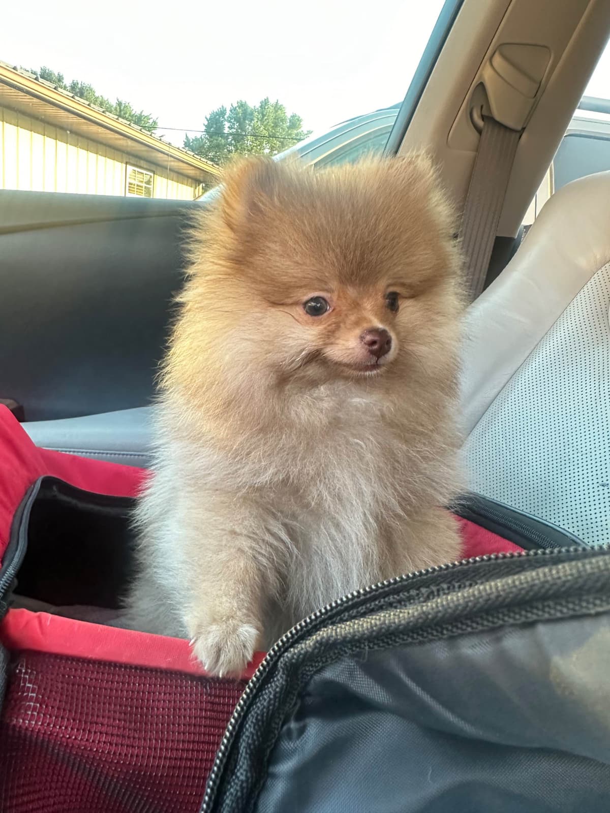 Pomeranian Puppies breeder image 15