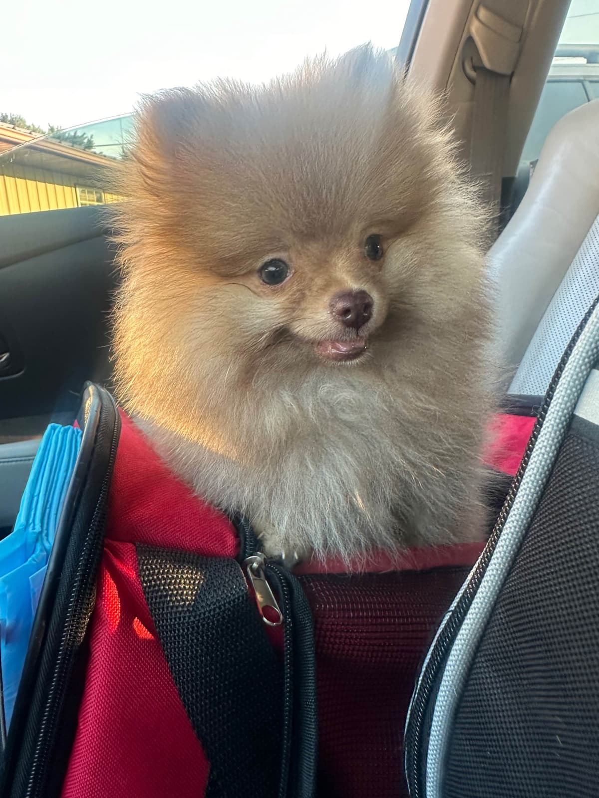 Pomeranian Puppies breeder image 13