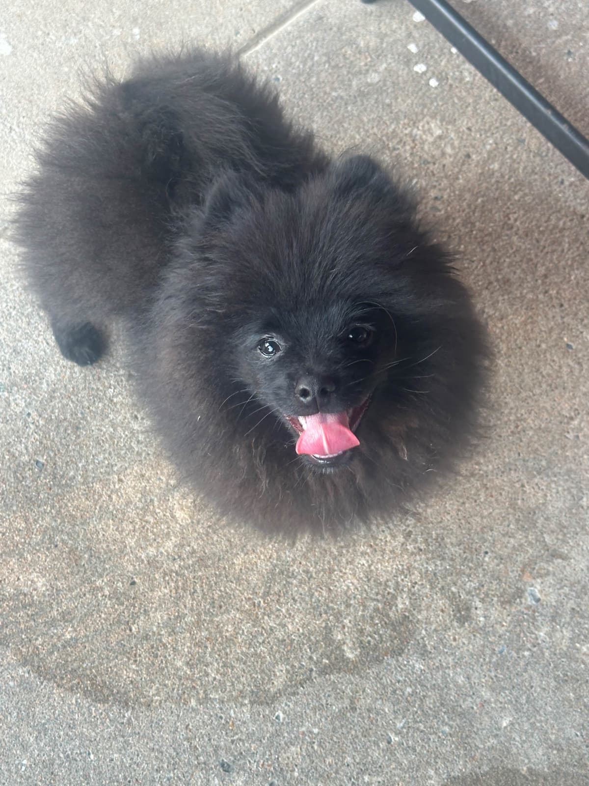 Pomeranian Puppies breeder image 14