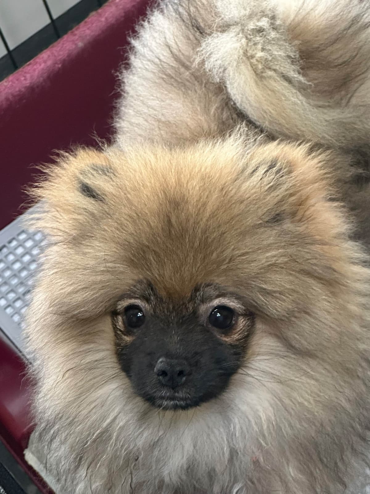 Pomeranian Puppies breeder image 16