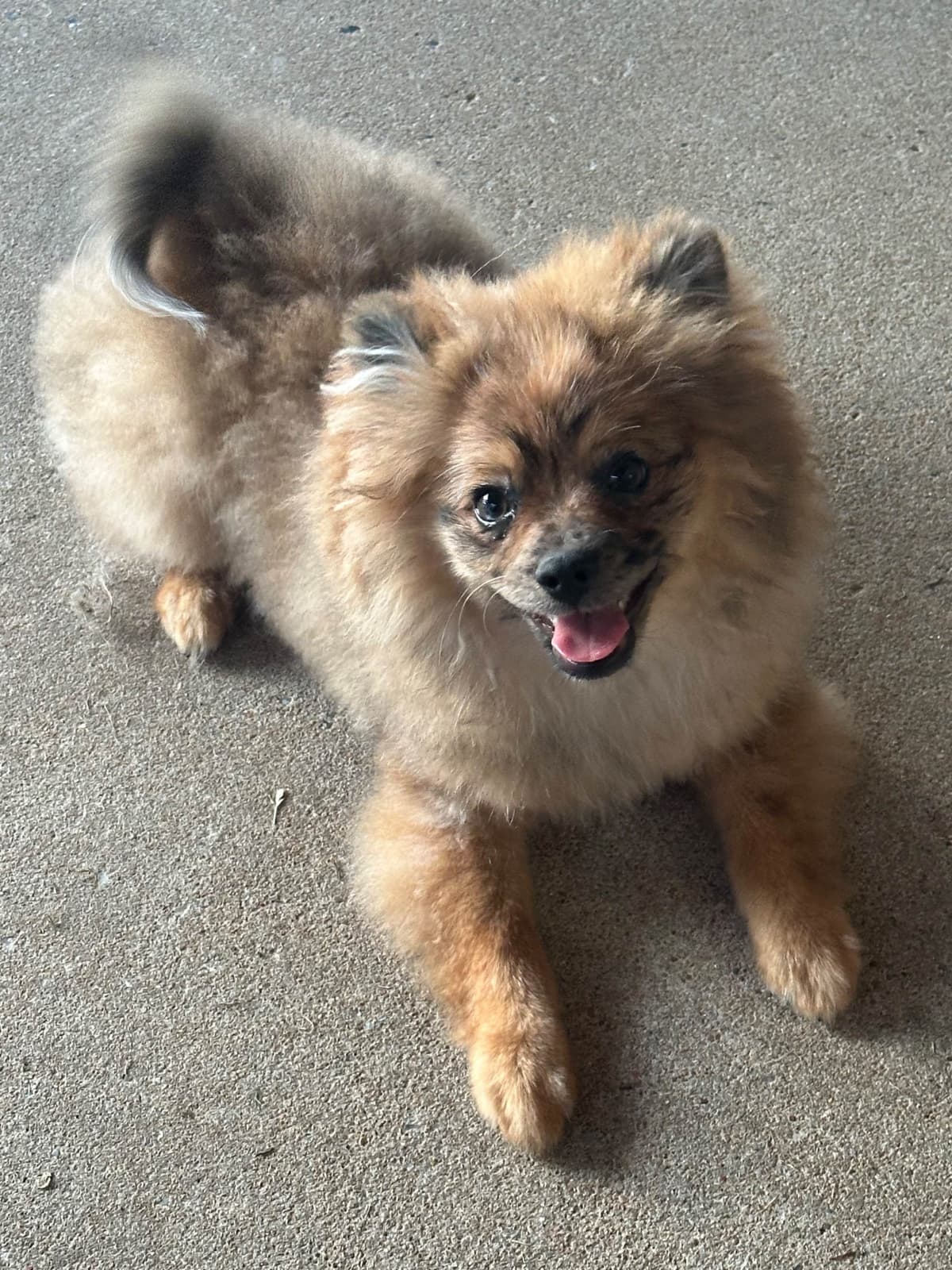 Pomeranian Puppies breeder image 17
