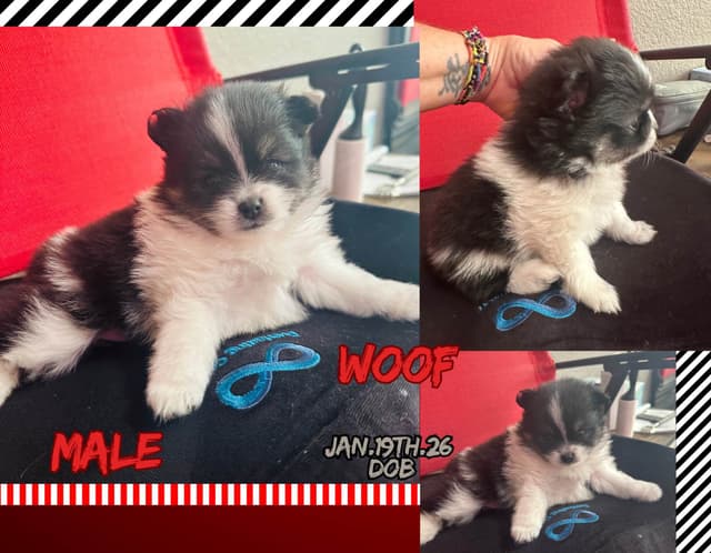 Pomeranian Puppies media 2