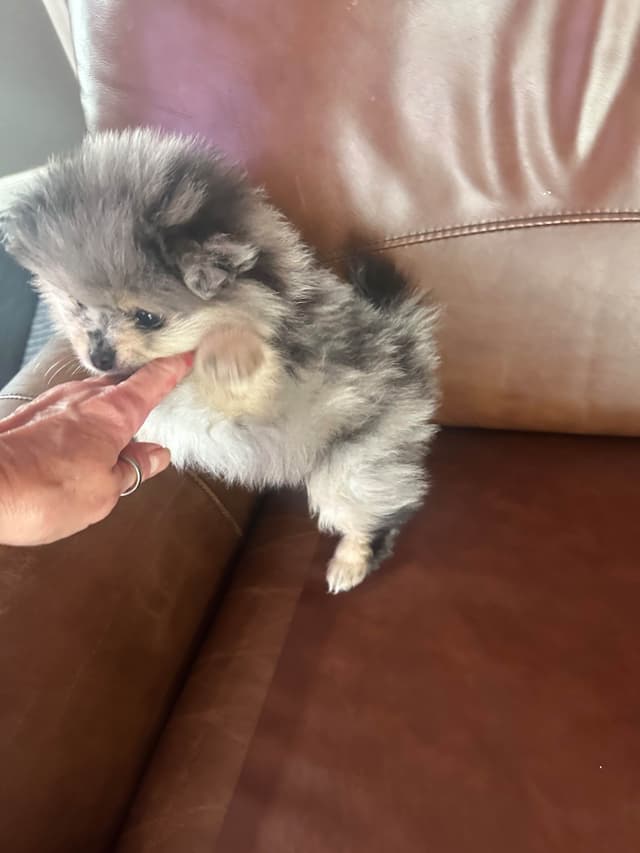 Pomeranian Puppies media 3