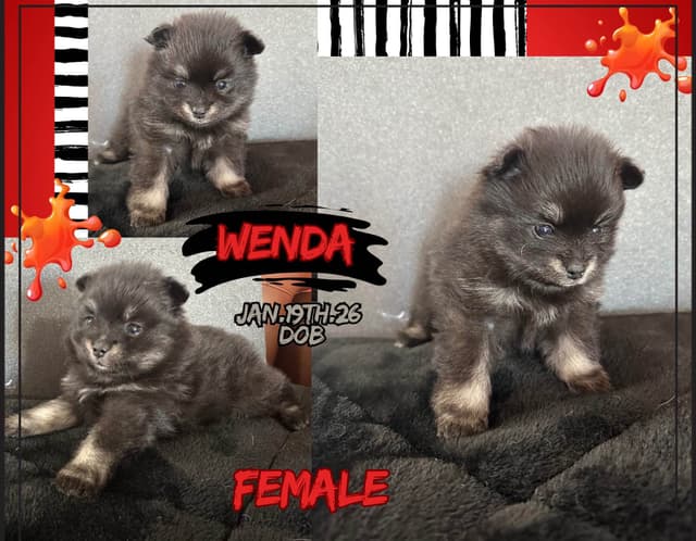 Pomeranian Puppies media 4