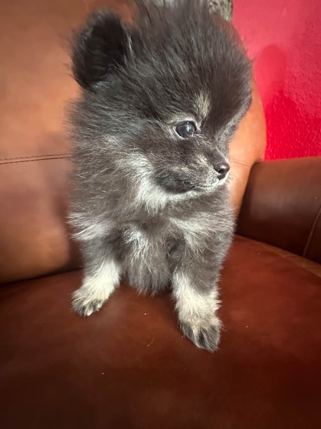 Pomeranian Puppies media 5