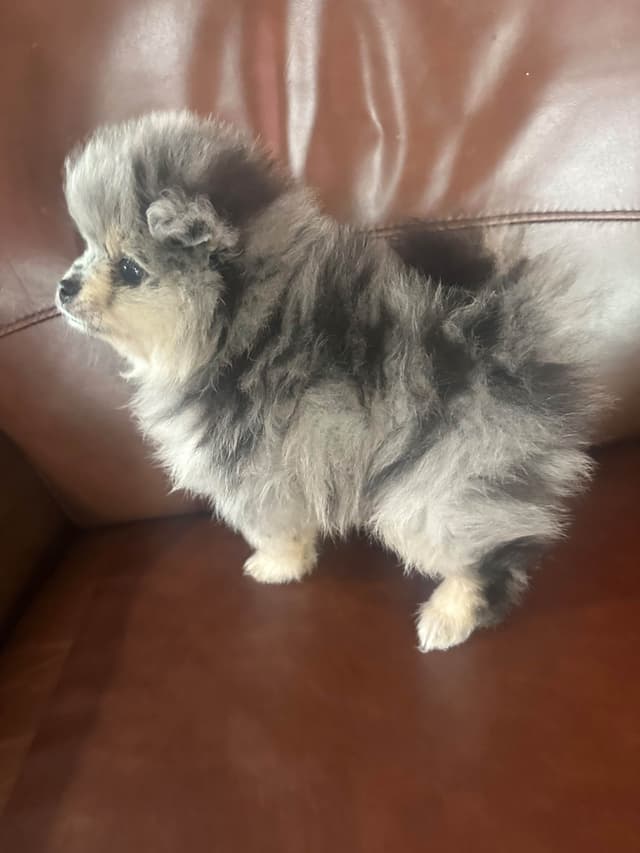 Pomeranian Puppies media 9
