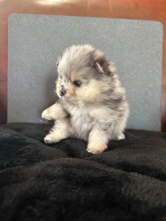 Pomeranian Puppies media 10