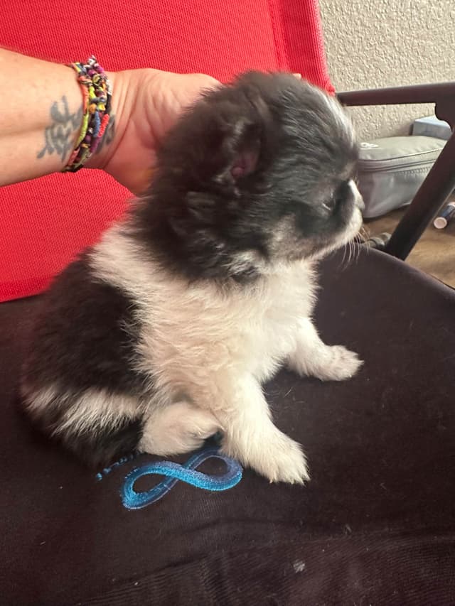 Pomeranian Puppies media 12
