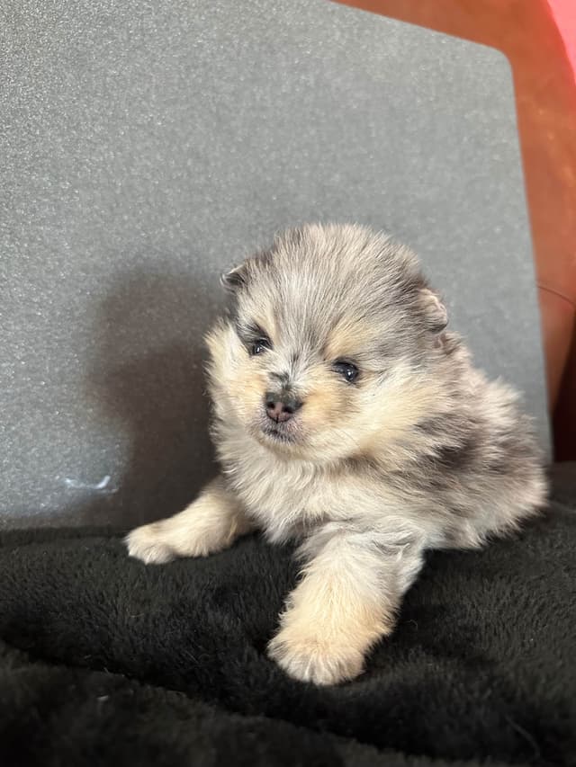 Pomeranian Puppies media 13