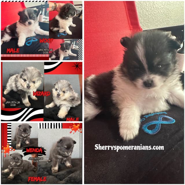 Pomeranian Puppies media 14