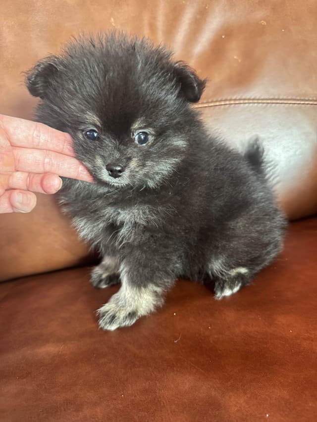 Pomeranian Puppies media 15