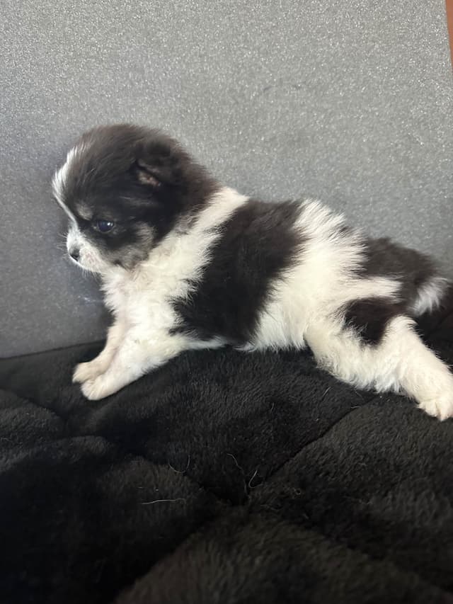 Pomeranian Puppies media 16