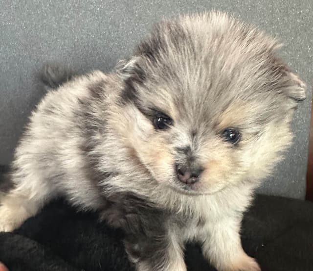 Pomeranian Puppies media 18