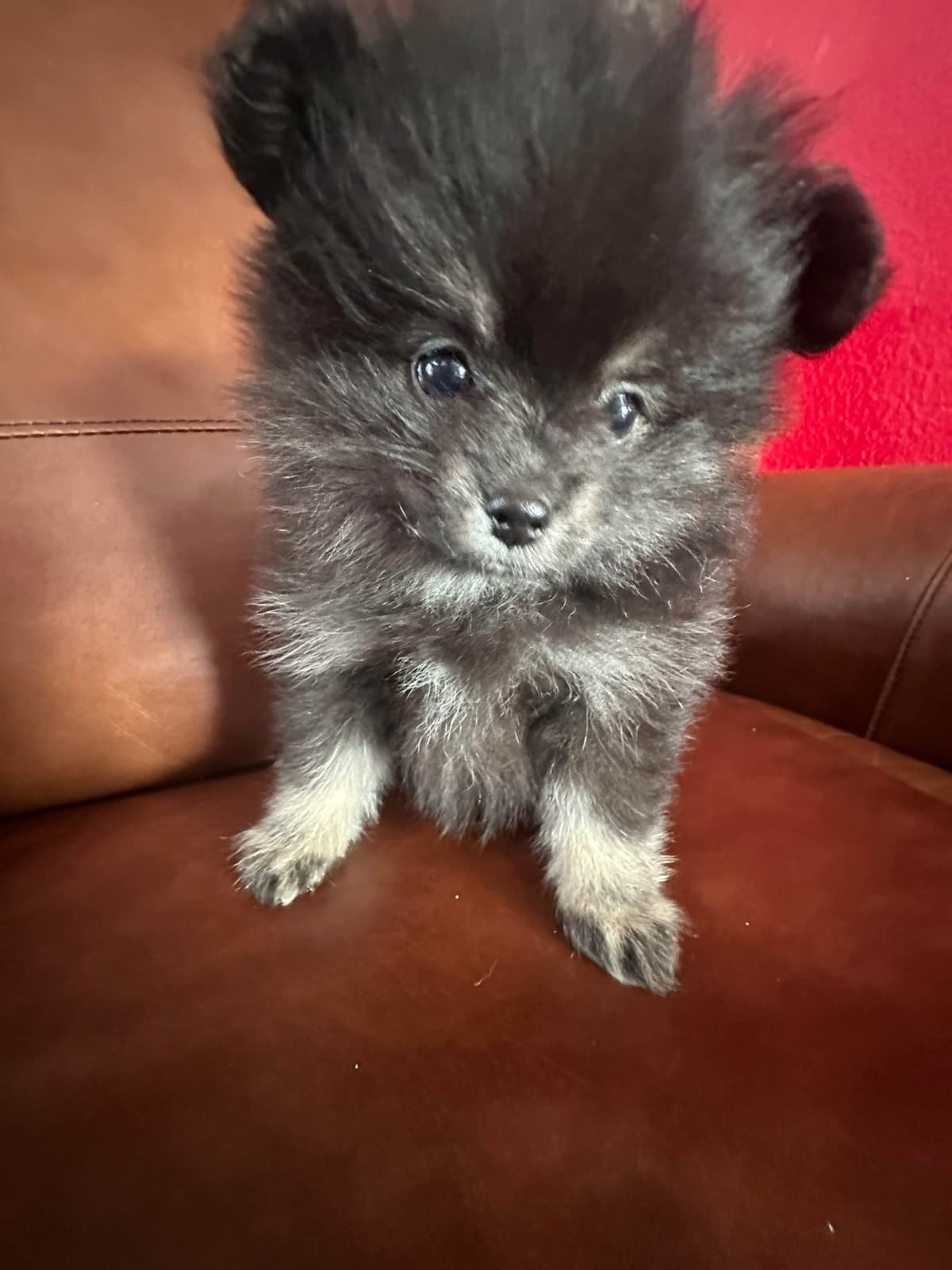 Pomeranian Puppies breeder image 19