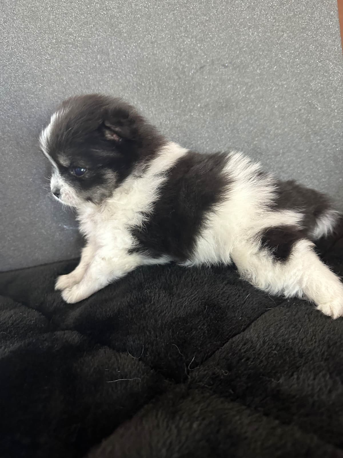 Pomeranian Puppies breeder image 22