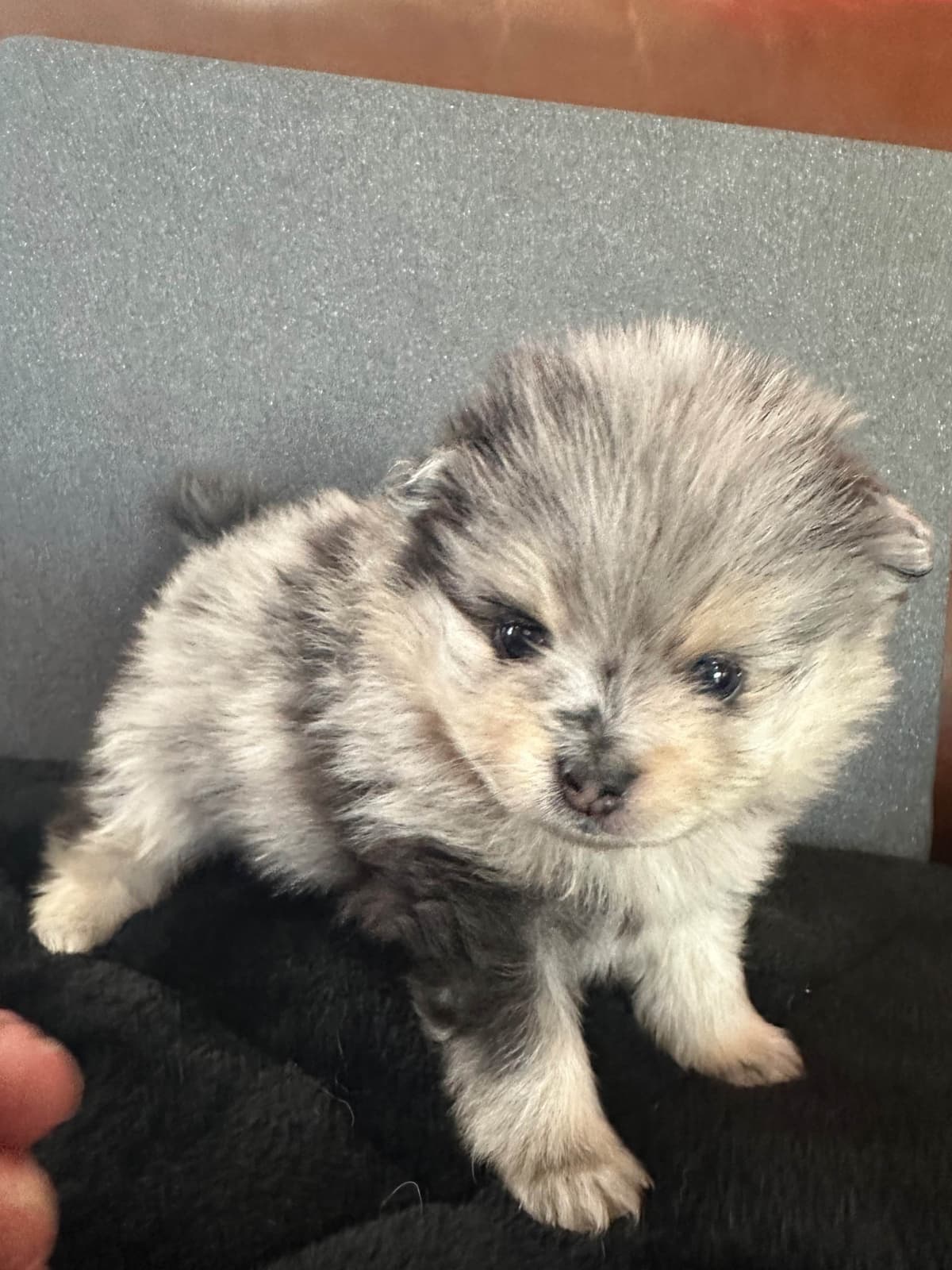 Pomeranian Puppies breeder image 21