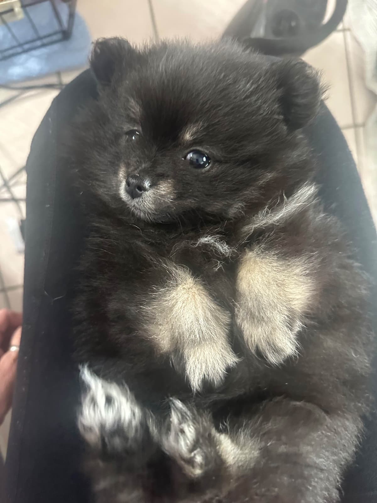 Pomeranian Puppies breeder image 23