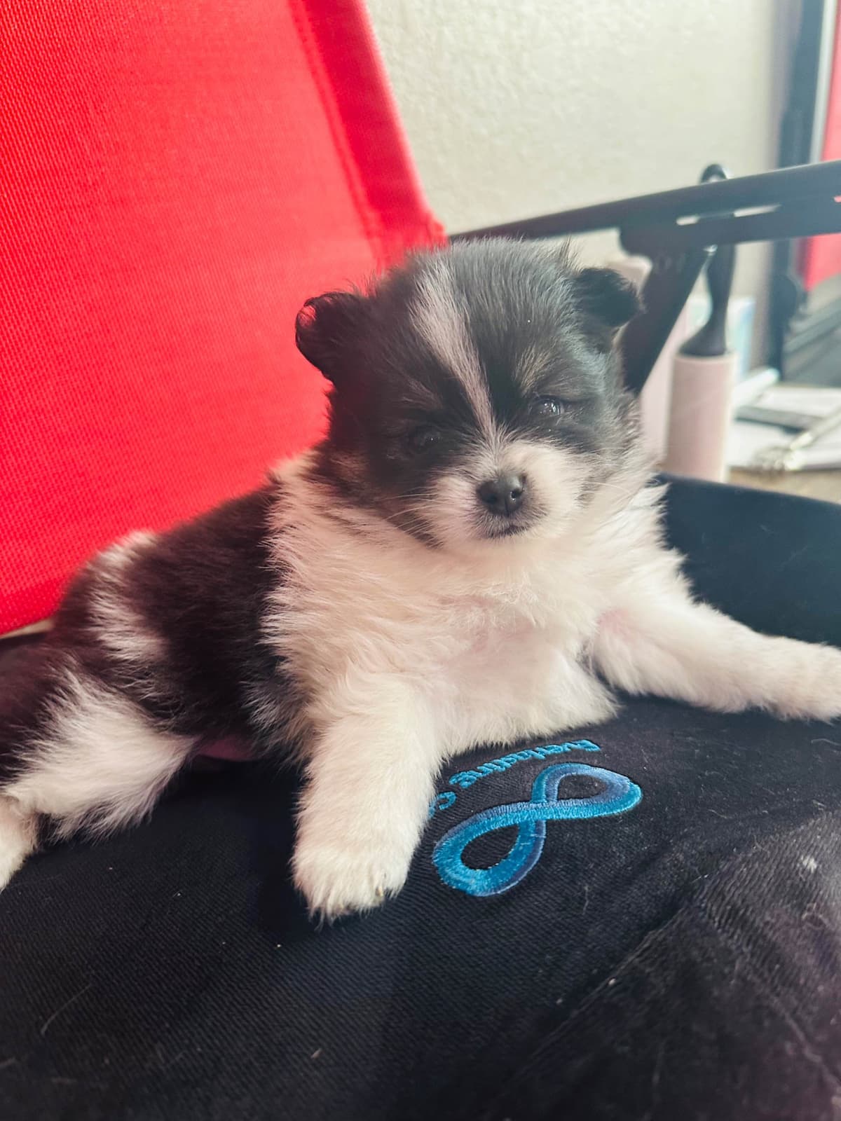 Pomeranian Puppies breeder image 25