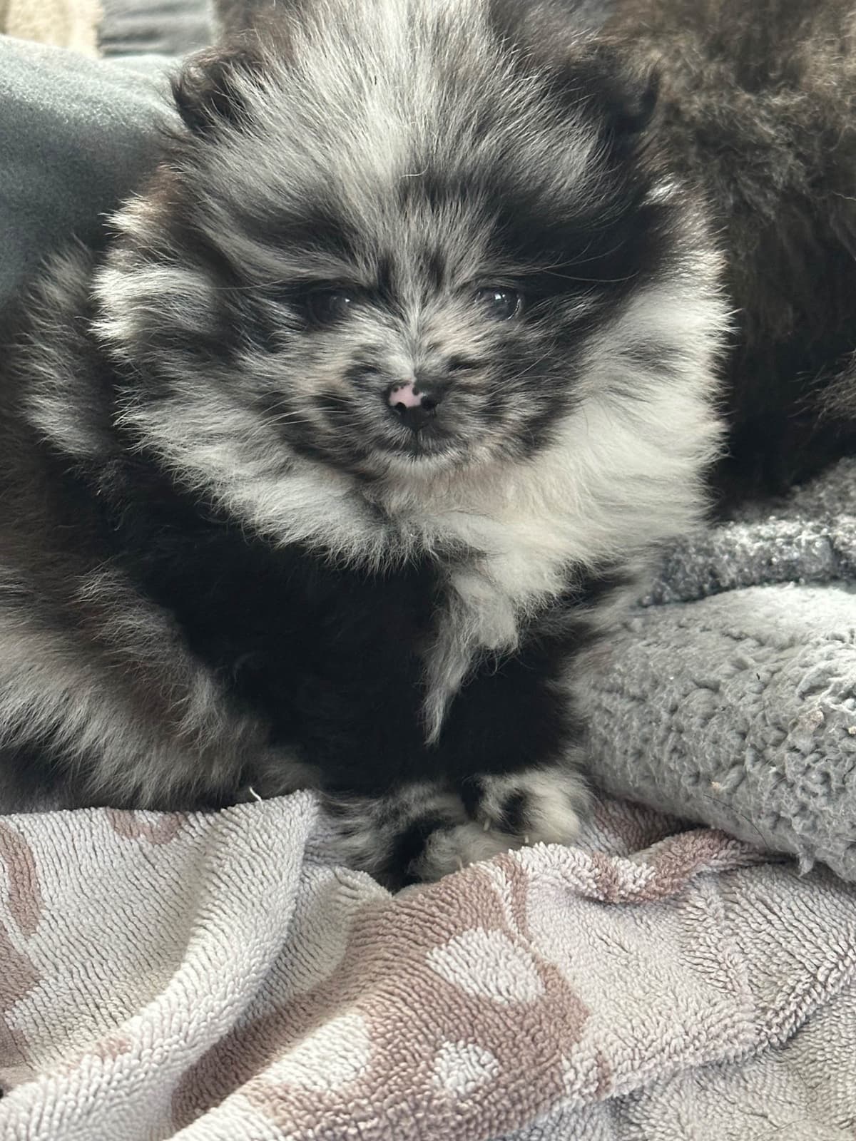 Pomeranian Puppies breeder image 24