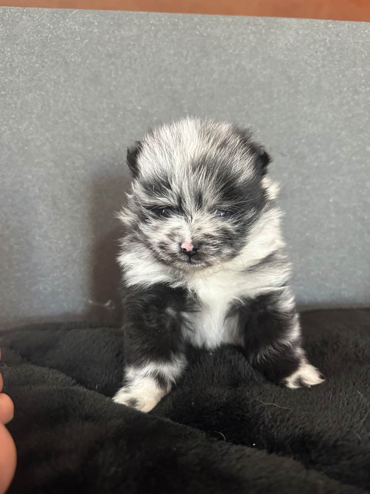 Pomeranian Puppies breeder image 27