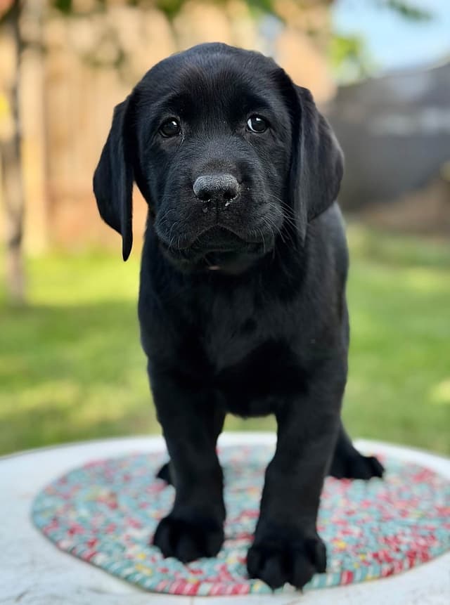 Black English Labrador Retriever Puppies media 3
