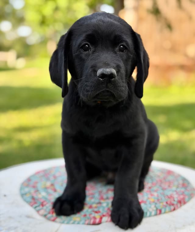 Black English Labrador Retriever Puppies media 4