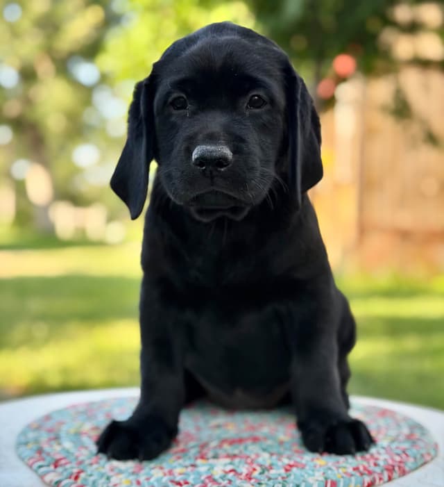 Black English Labrador Retriever Puppies media 5