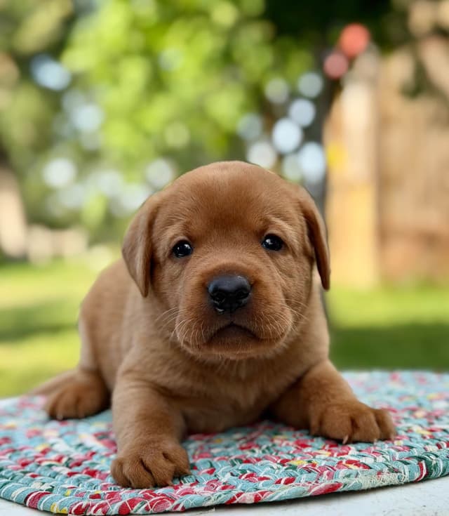 Fox Red Labrador Retriever Puppies media 2