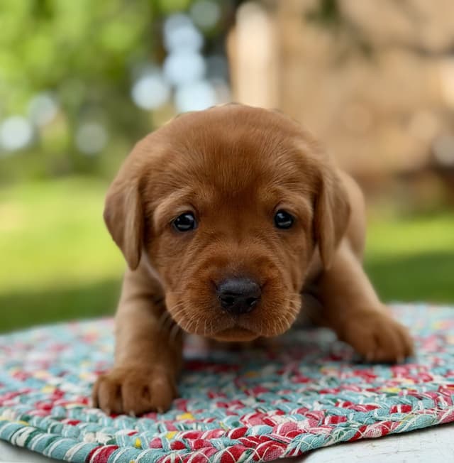 Fox Red Labrador Retriever Puppies media 5