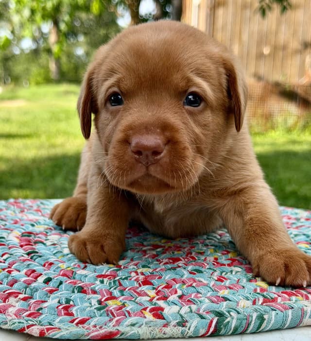 Fox Red Labrador Retriever Puppies media 6