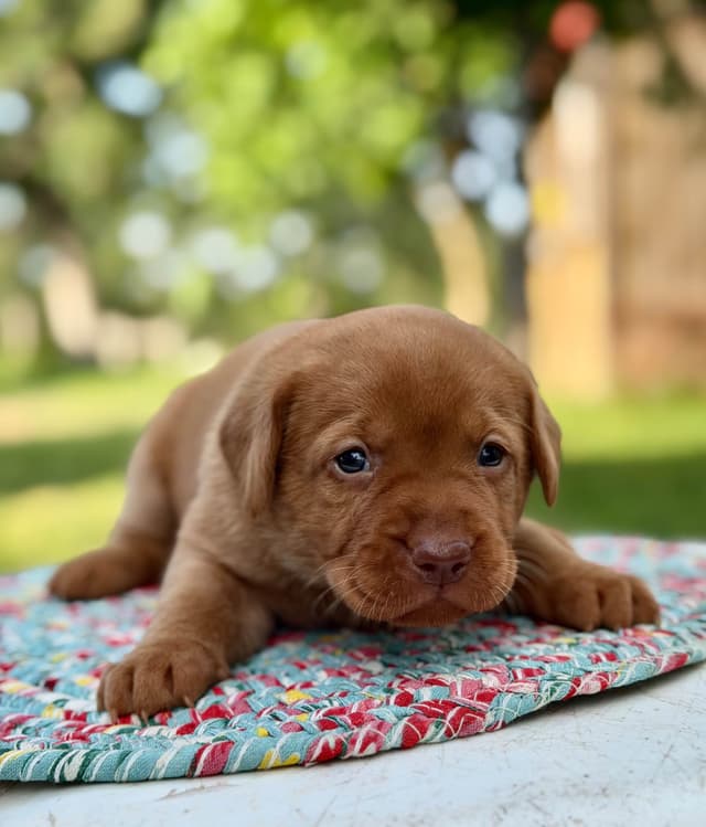 Fox Red Labrador Retriever Puppies media 8
