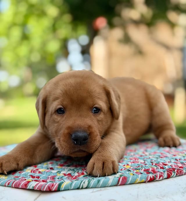 Fox Red Labrador Retriever Puppies media 9