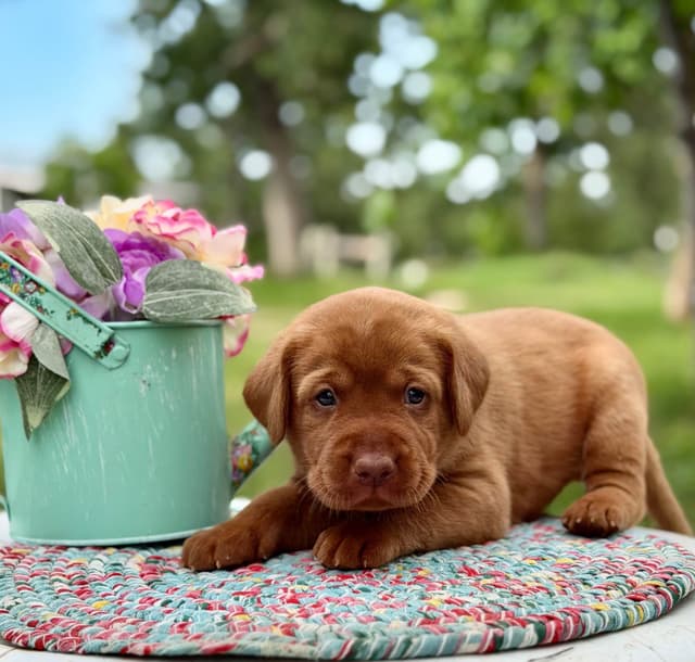 Fox Red Labrador Retriever Puppies media 10