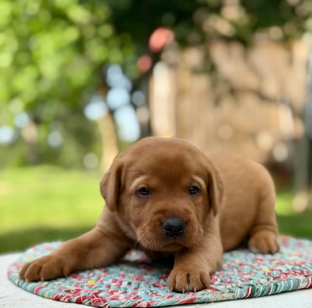 Fox Red Labrador Retriever Puppies media 11