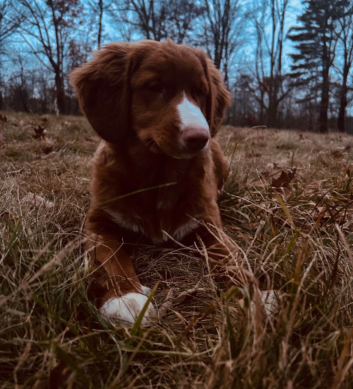 Nova Scotia Duck Tolling Retriever Puppies breeder image 1