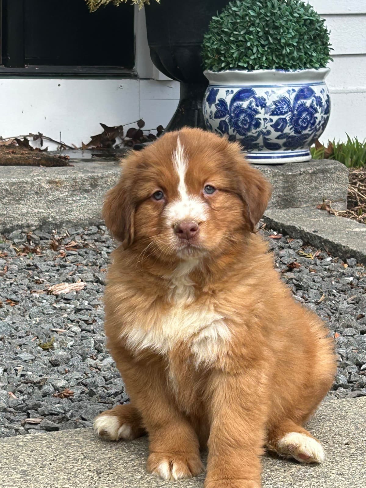 Nova Scotia Duck Tolling Retriever Puppies breeder image 3